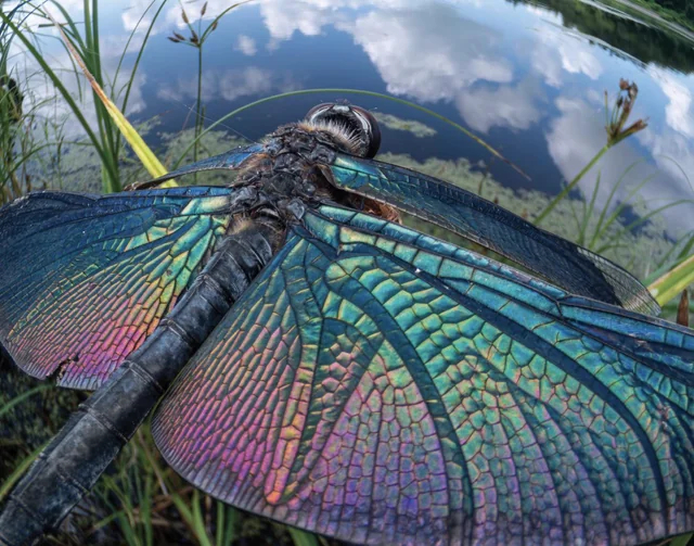 <a href="https://pikabu.ru/story/babochkastrekoza_udivitelna_13429289?u=https%3A%2F%2Fwww.reddit.com%2Fr%2FRainbowEverything%2Fcomments%2F1p4pn6a%2Fthe_butterfly_dragonfly_is_amazing%2F&t=%D0%90%D0%B2%D1%82%D0%BE%D1%80%20%D0%BD%D0%B0%20%D0%A0%D0%B5%D0%B4%D0%B4%D0%B8%D1%82%D0%B5&h=3e0f973aa925d320e9e413f28a468e1c49e3b42c" title="https://www.reddit.com/r/RainbowEverything/comments/1p4pn6a/the_butterfly_dragonfly_is_amazing/" target="_blank" rel="nofollow noopener">  </a>