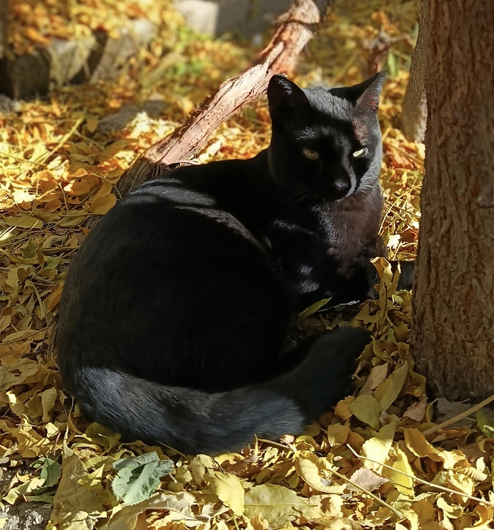 А у нас во дворе, есть котейка одна...