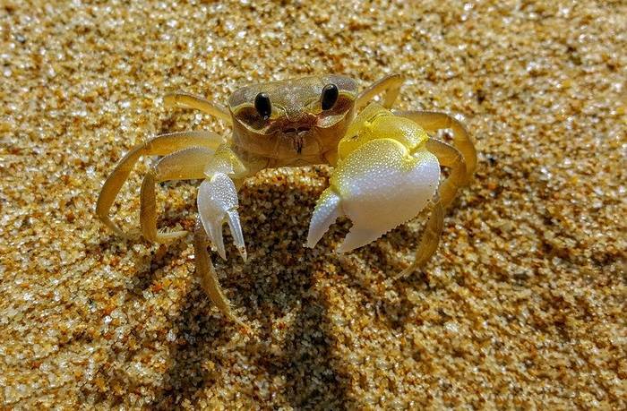  TriumphStudios       ,     ?