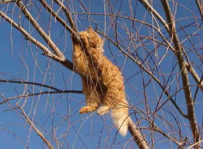 Последний лист