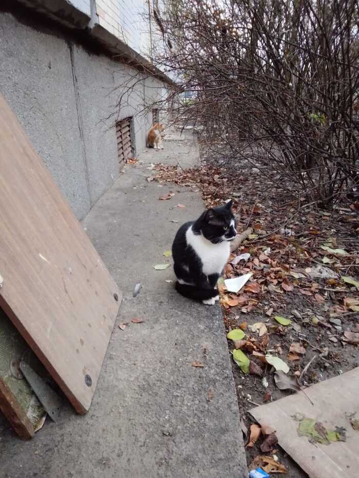 А вы уже думаете о новогодних подарках? Почему нельзя дарить животных: цифры, которые говорят сами за себя