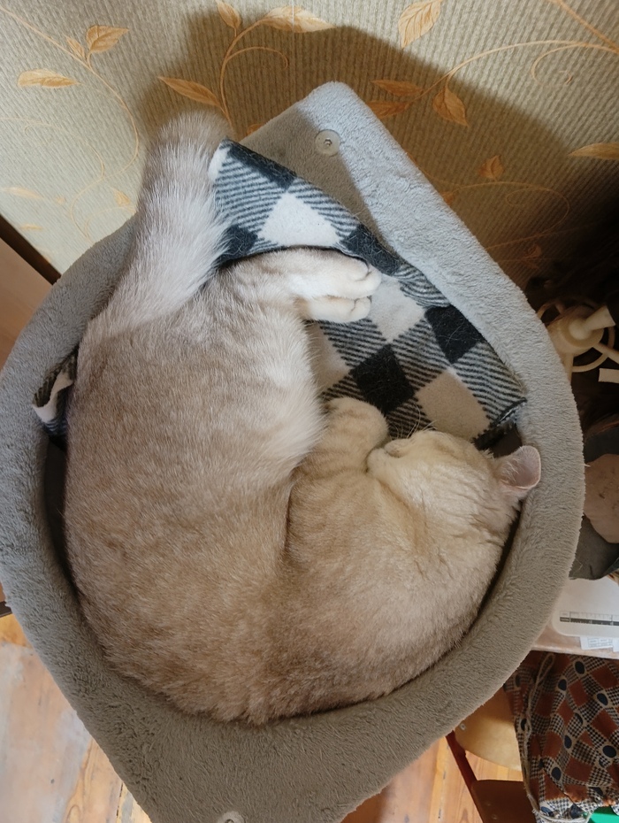 Чашка коточино