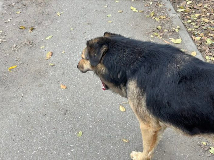 В Астраханской области стали реже кусаться собаки. Но общее число укусов животными растет