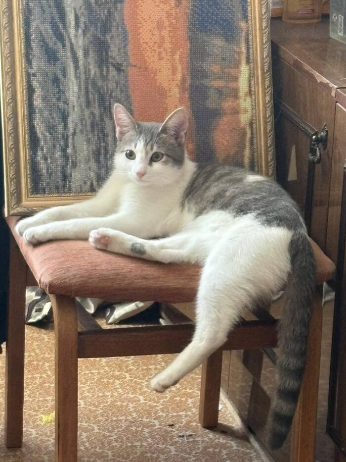 Подтвердите, что вы пикабушник, добавив фото кота"