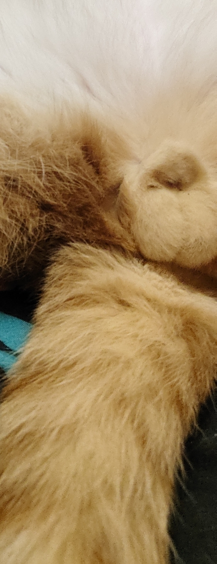 Ответ на пост «"Подтвердите, что вы пикабушник, добавив фото кота"»