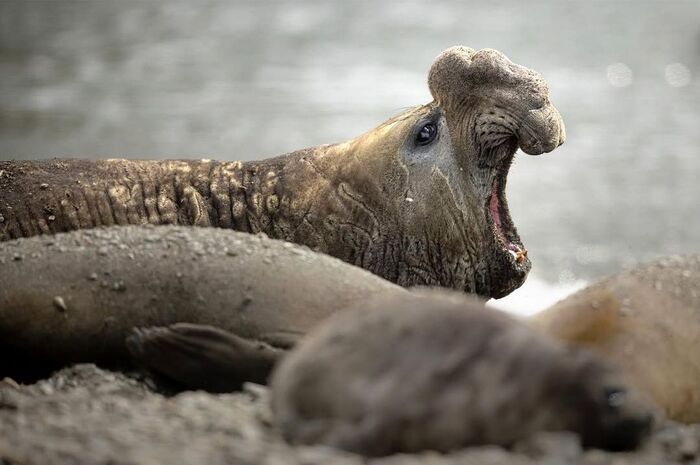 Южный морской слон