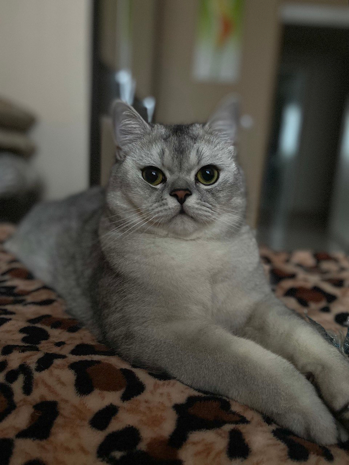 Ответ на пост «"Подтвердите, что вы пикабушник, добавив фото кота"»