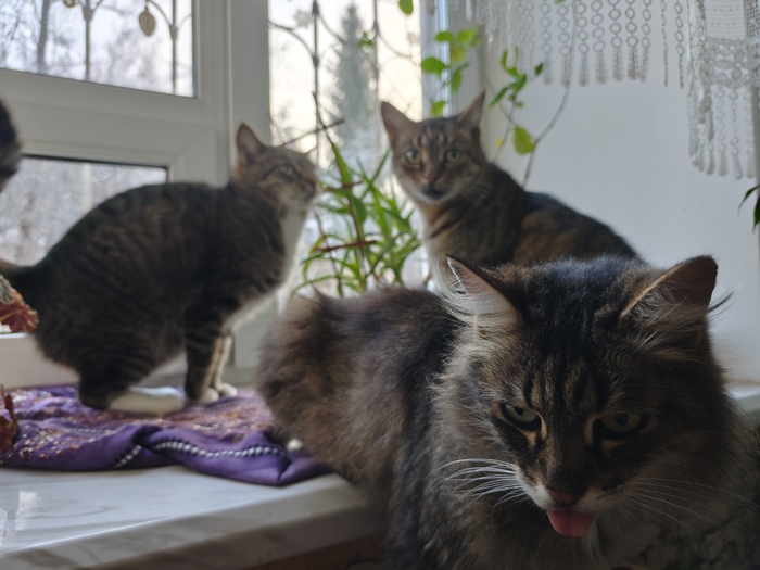 Ответ на пост «"Подтвердите, что вы пикабушник, добавив фото кота"»