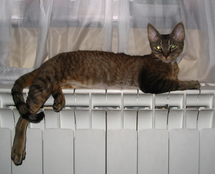 Ответ на пост «"Подтвердите, что вы пикабушник, добавив фото кота"»