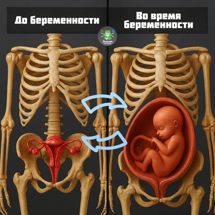 То, что происходит внутри женщины за 9 месяцев