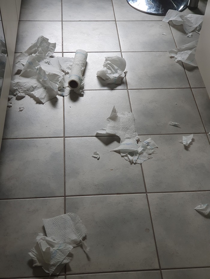 Ответ на пост «"Подтвердите, что вы пикабушник, добавив фото кота"»