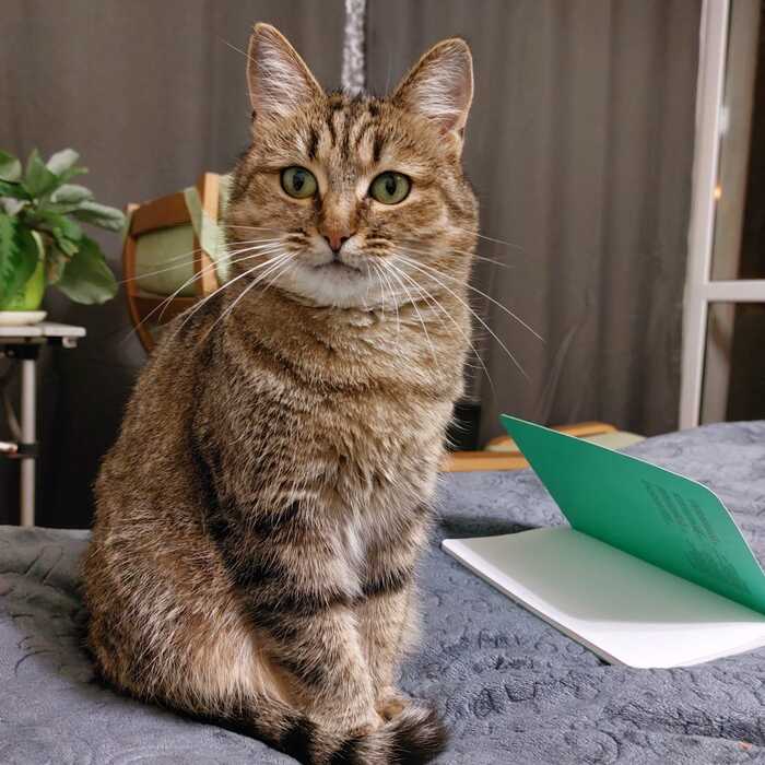 Ответ на пост «"Подтвердите, что вы пикабушник, добавив фото кота"»