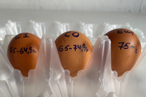 Биг — это название яйца весом от 75 до 110 грамм. Название придумали сами, по ГОСТу 31654-2012 такое яйцо относится к высшей категории.