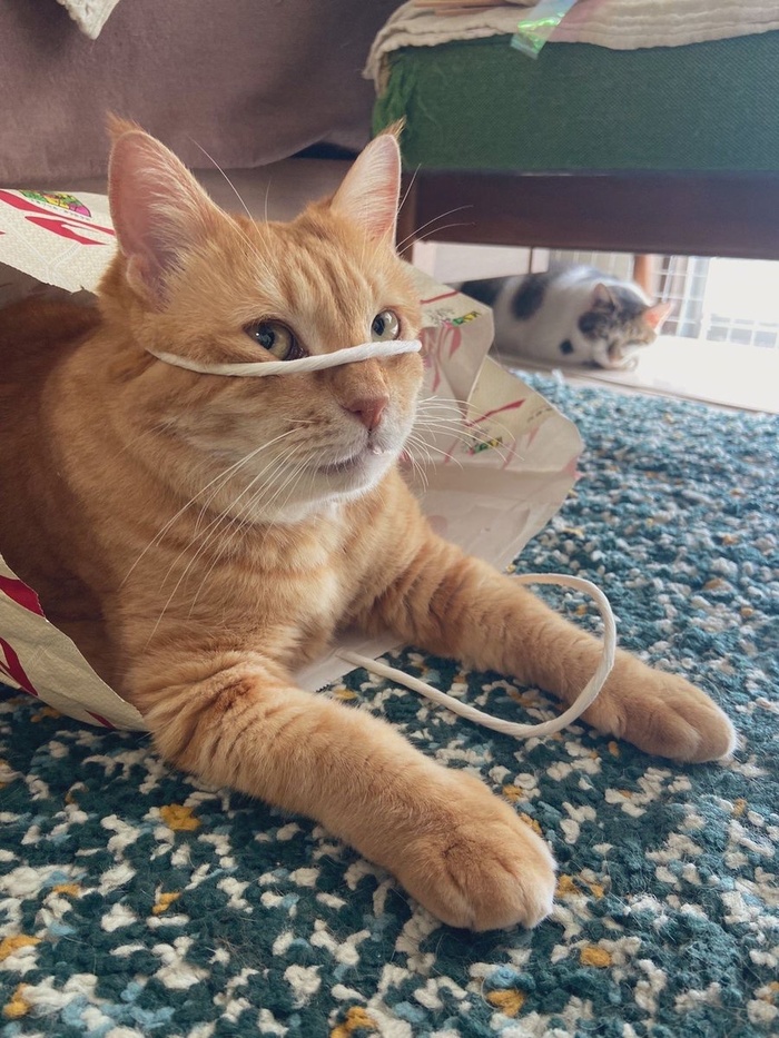 <!--noindex--><a href="https://pikabu.ru/story/_mne_normalno_13441008?u=https%3A%2F%2Fx.com%2FNoCatsNoLife_m%2Fstatus%2F1993744939461824597&t=https%3A%2F%2Fx.com%2FNoCatsNoLife_m%2Fstatus%2F1993744939461824597&h=b224b18bacbaaf5491d6d98d19603362af733898" title="https://x.com/NoCatsNoLife_m/status/1993744939461824597" target="_blank" rel="nofollow noopener">https://x.com/NoCatsNoLife_m/status/1993744939461824597</a><!--/noindex-->