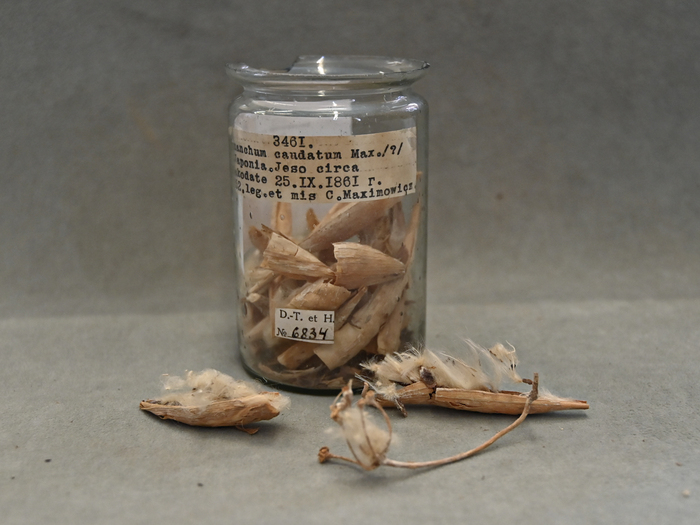 Плоды ластовня Максимовича из фондов Ботанического музея БИН РАН, привезенные с Хоккайдо (Япония) К.И. Максимовичем в 1861 г.