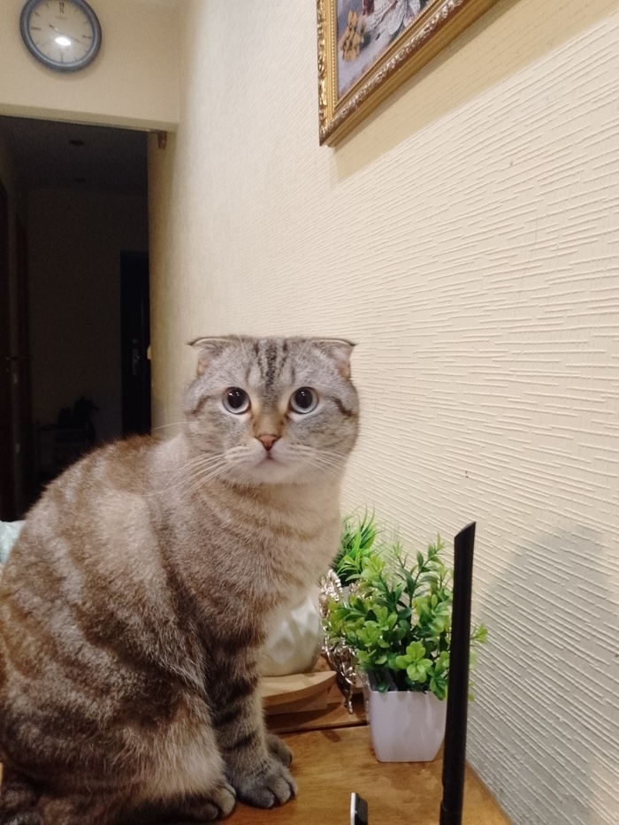 Ответ на пост «"Подтвердите, что вы пикабушник, добавив фото кота"»