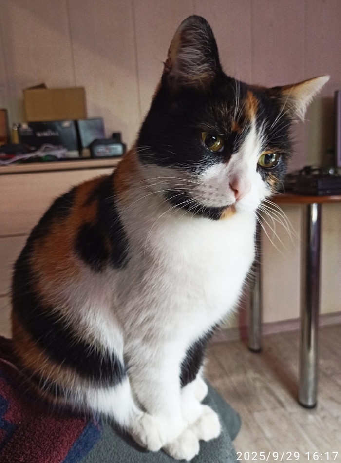    &quot;,   ,   &quot;