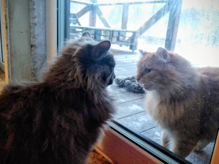    &quot;,   ,   &quot;