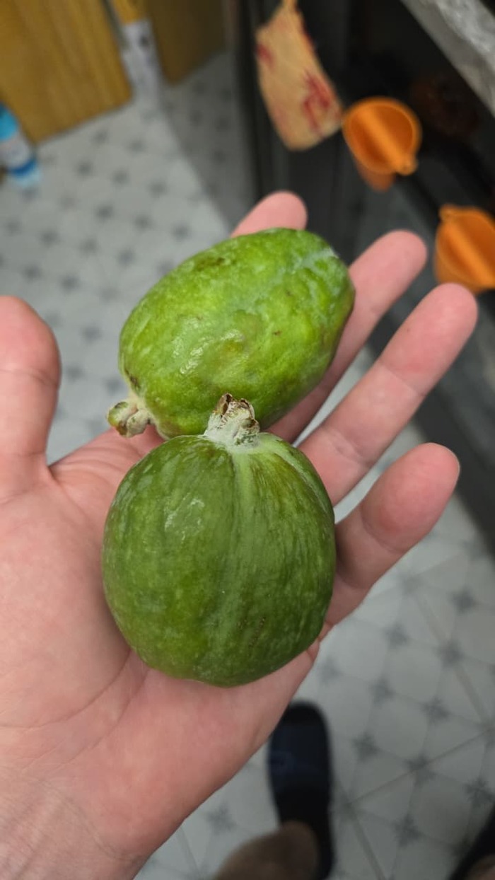 Довольно крупный плод. Выращен в Адлере