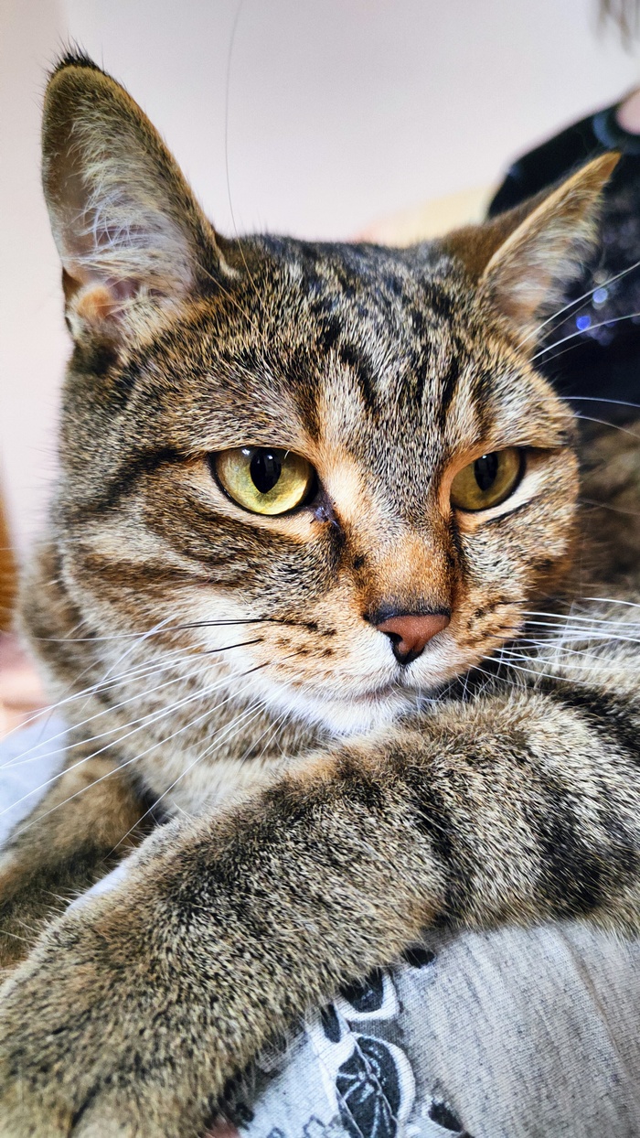 Ответ на пост «"Подтвердите, что вы пикабушник, добавив фото кота"»