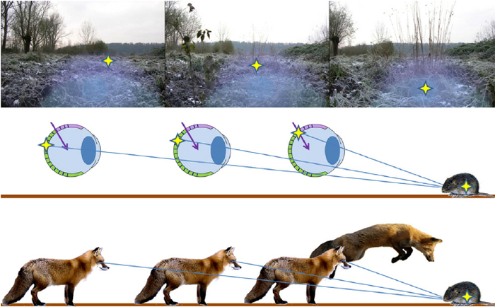 Ответ на пост «Чудеса мышкования»