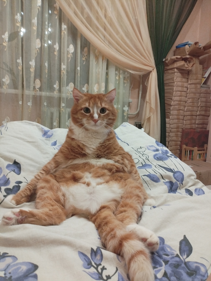 Ответ на пост «"Подтвердите, что вы пикабушник, добавив фото кота"»