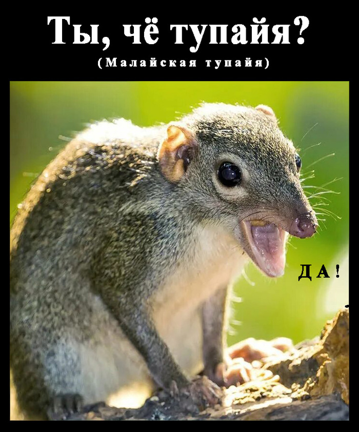 Ответ на пост «Малайская тупайя что-то кушает»