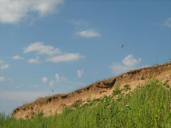 Береговушек часто можно встретить на песчаных обрывах Волги и других русских рек вплоть до крайнего севера.
