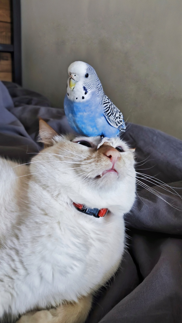 Ответ на пост «"Подтвердите, что вы пикабушник, добавив фото кота"»