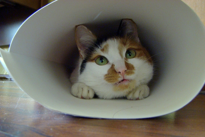    &quot;,   ,   &quot;