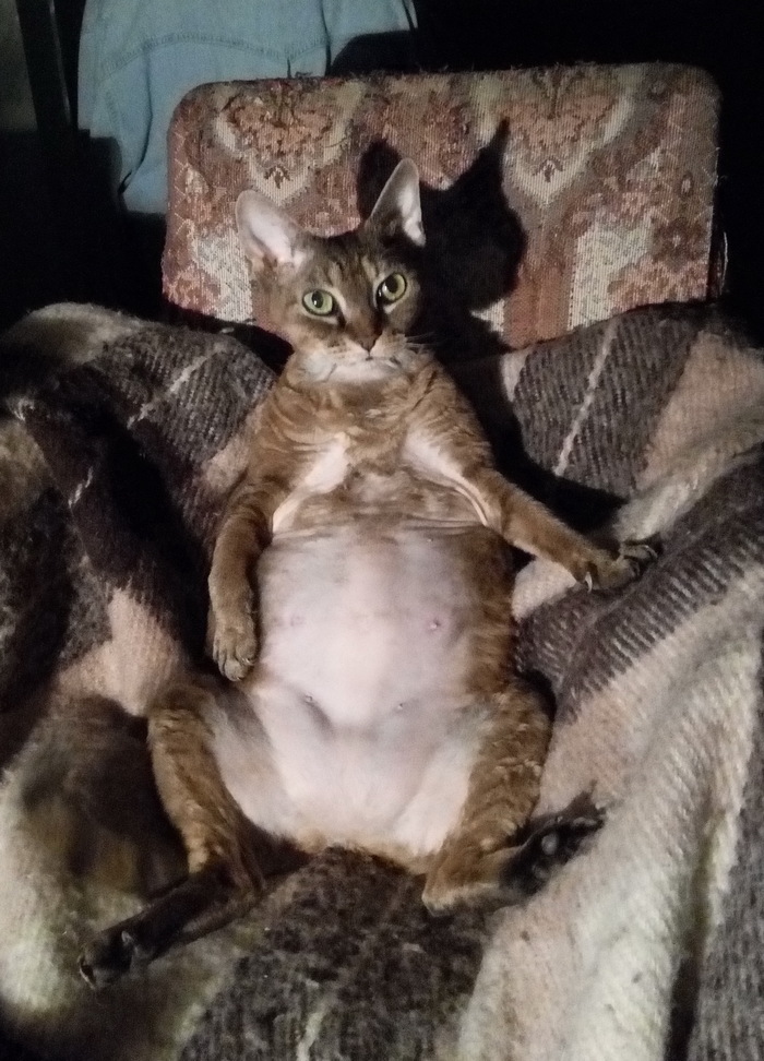 Продолжение поста «"Подтвердите, что вы пикабушник, добавив фото кота"»