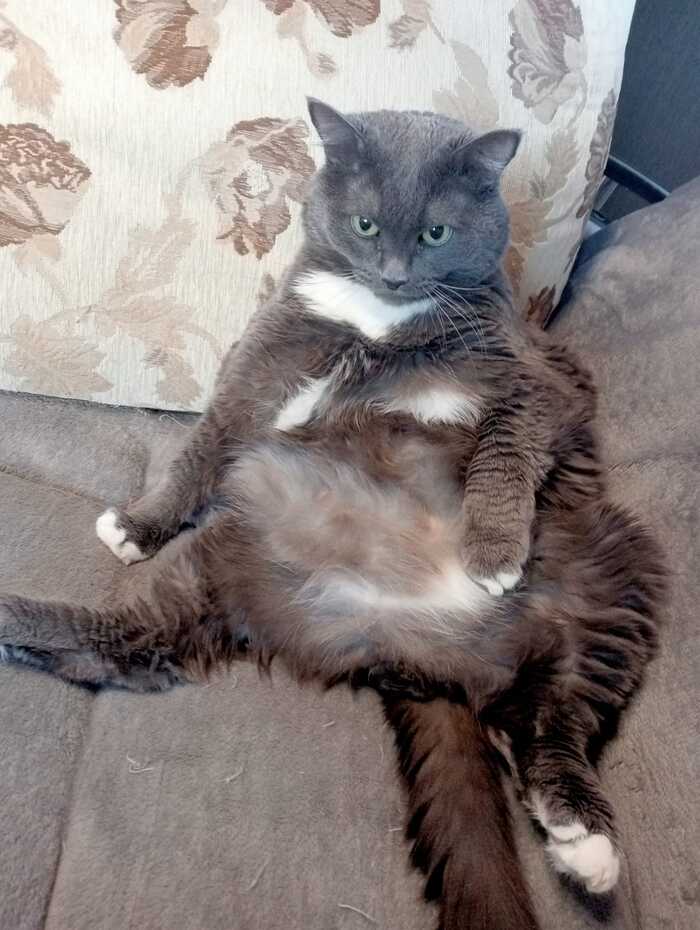 Ответ на пост «"Подтвердите, что вы пикабушник, добавив фото кота"»