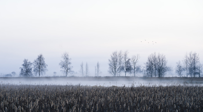 Летять утки