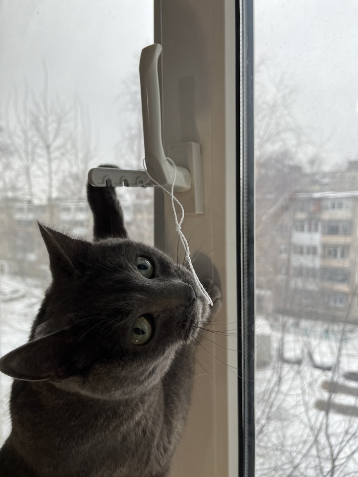 Выпустите полетать!