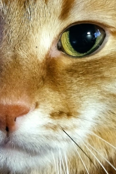  Voland80  &quot;,   ,   &quot;