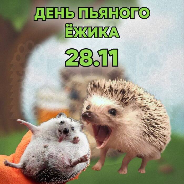 День пьяного ежика