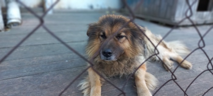 а это Пушок, сторожила работы(снаружи) здания