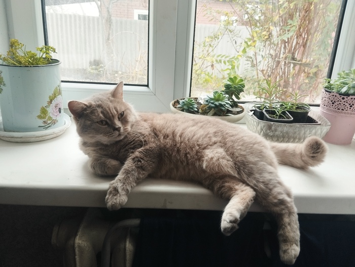    &quot;,   ,   &quot;