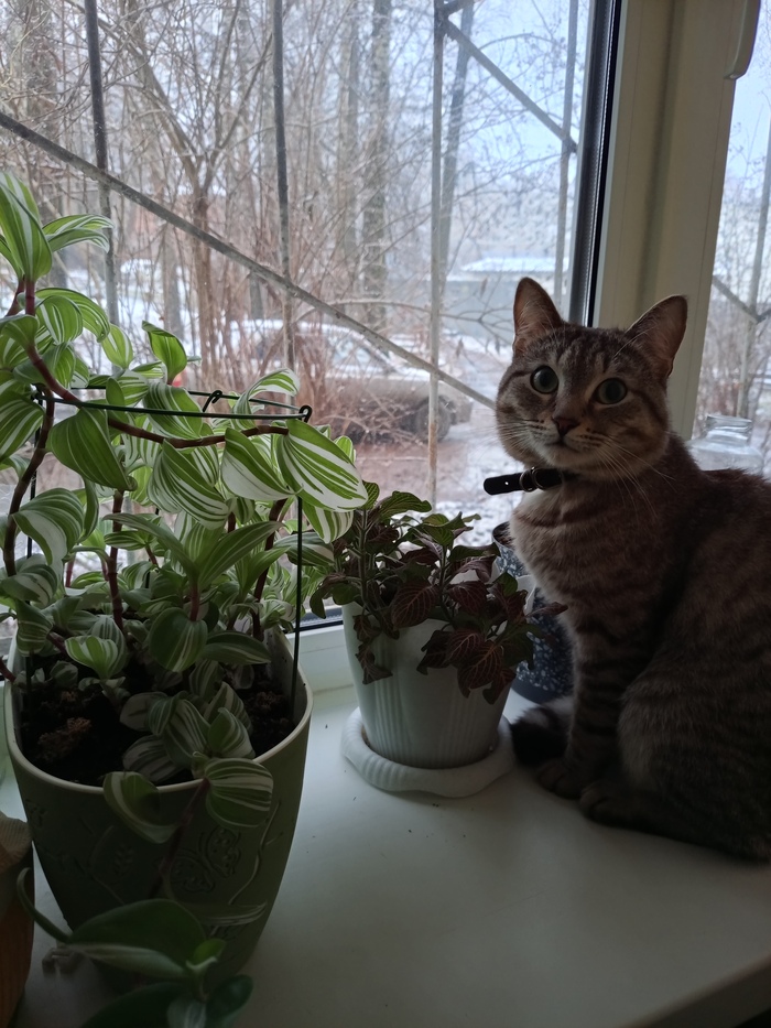    &quot;,   ,   &quot;