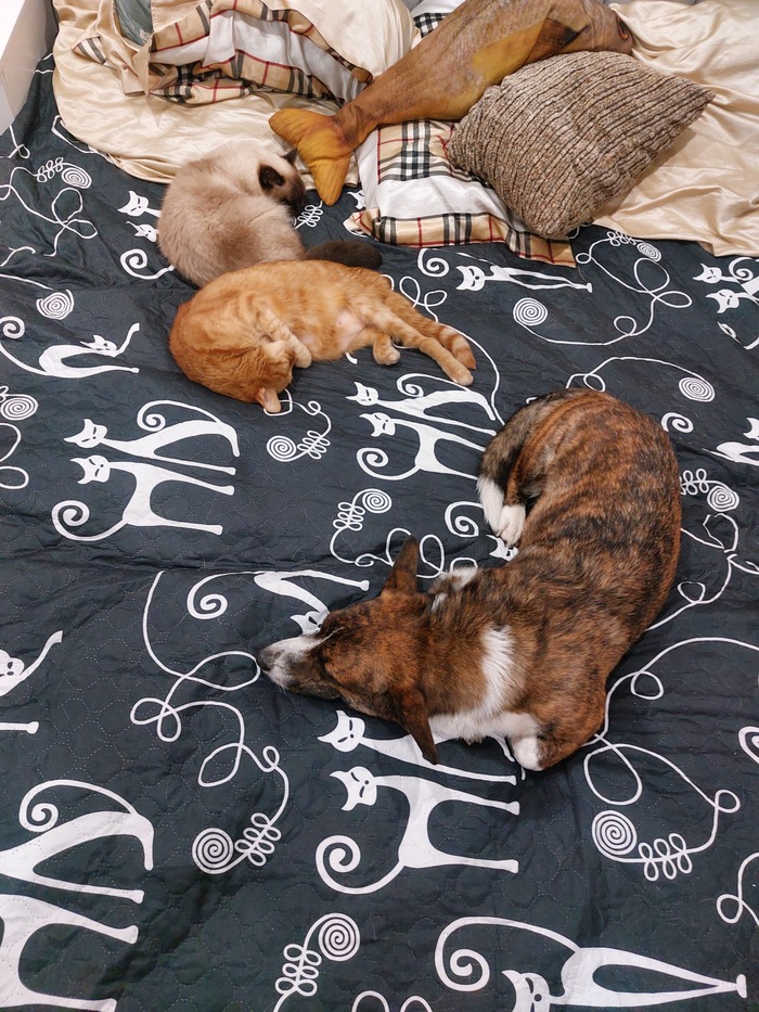    &quot;,   ,   &quot;