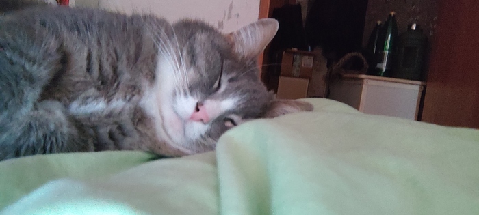 Ответ ibkmyf в «"Подтвердите, что вы пикабушник, добавив фото кота"»