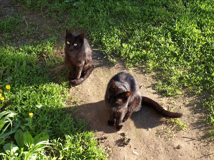    &quot;,   ,   &quot;