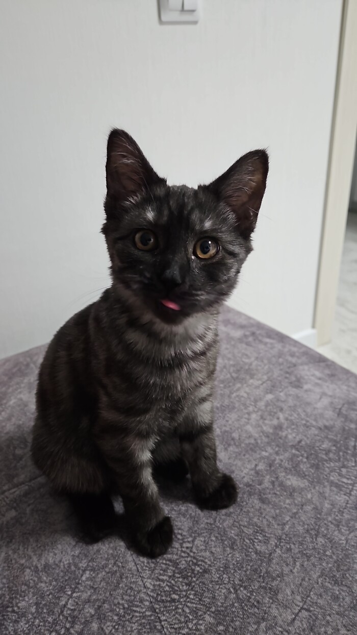 ������ ������� ������