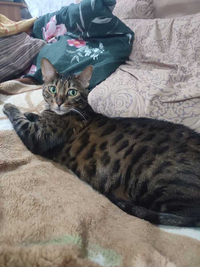 Ответ на пост «"Подтвердите, что вы пикабушник, добавив фото кота"»