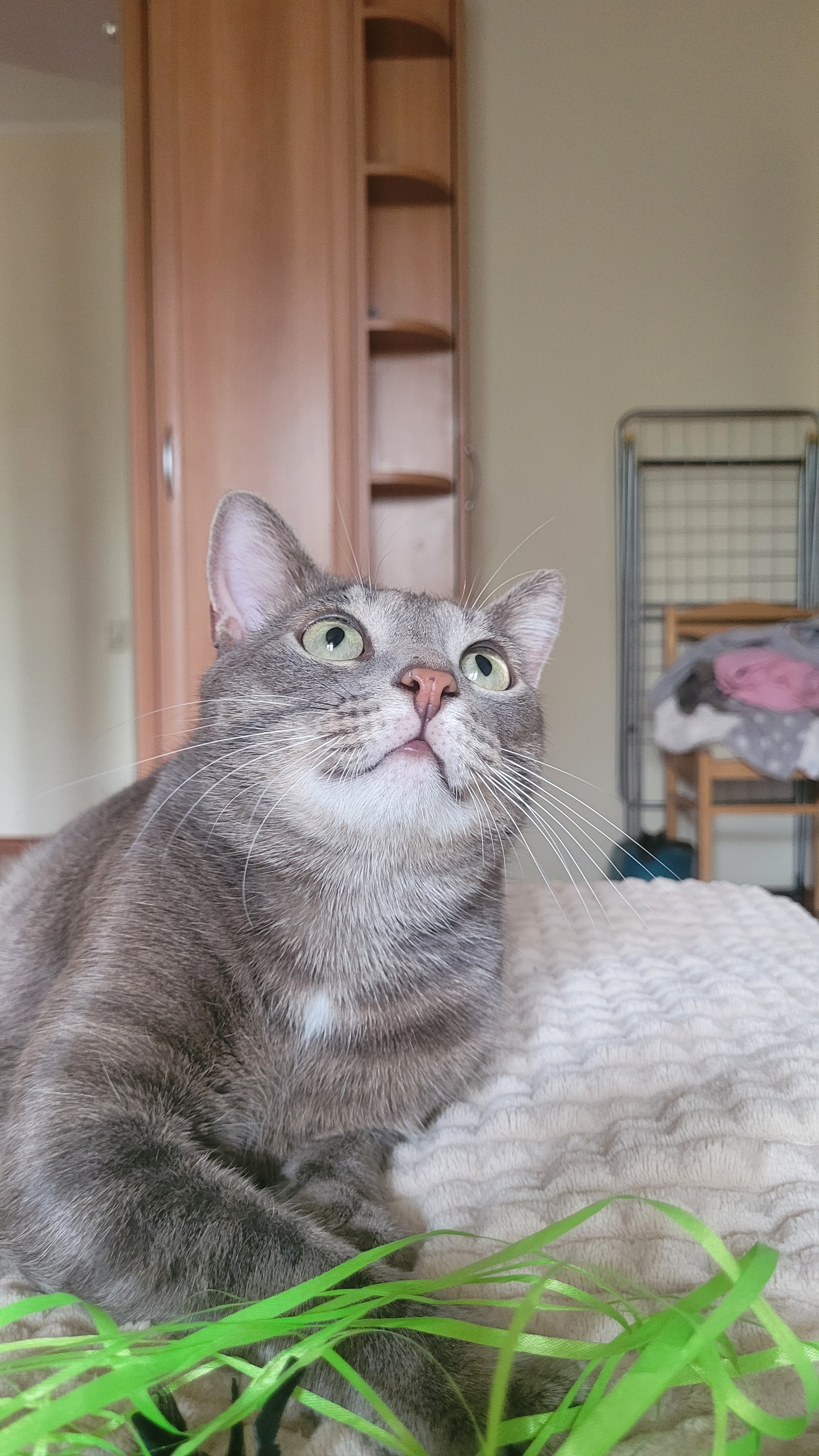 Reply to the post Confirm you're a Pikabu user by adding a photo of your cat. - My, Kus, Sight, Pick-up headphones, cat, Oriental cats, Black cat, A wave of posts, The photo, A selection, Reply to post, Longpost