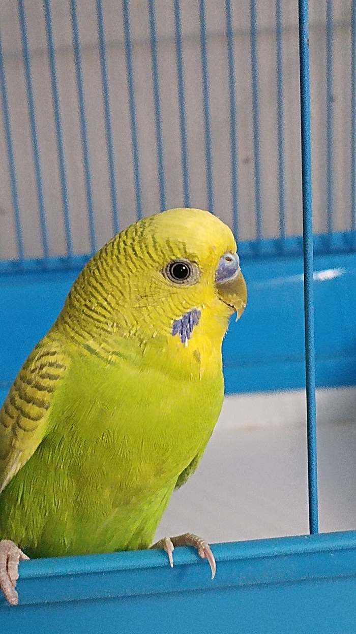 ����� �� ���� �"�����������, ��� �� ����������, ������� ���� ����"�