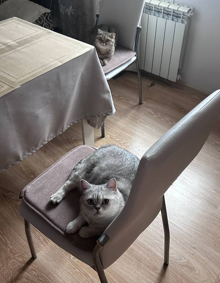 Ответ на пост «"Подтвердите, что вы пикабушник, добавив фото кота"»