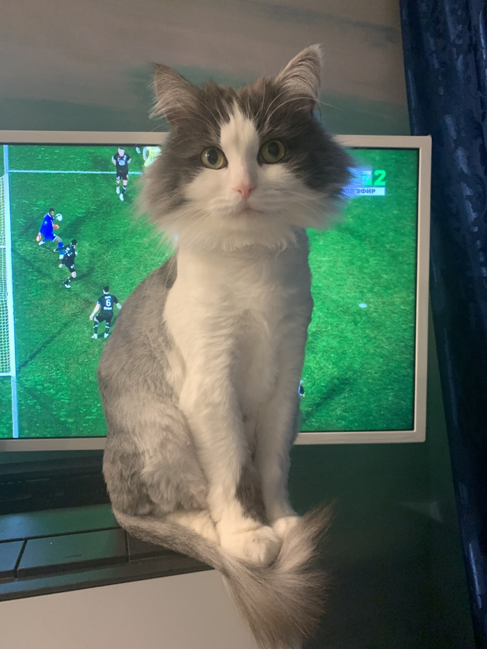 Пикабушник я