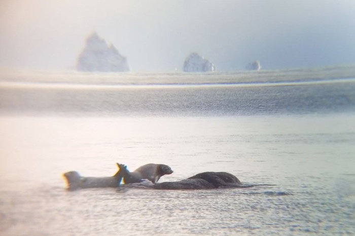    &quot;,   ,   &quot;