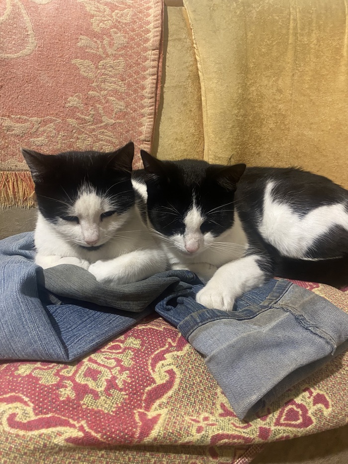 «Охраняем джинсеки»